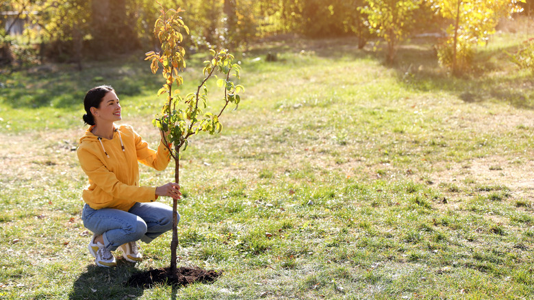 woman planting a young tree