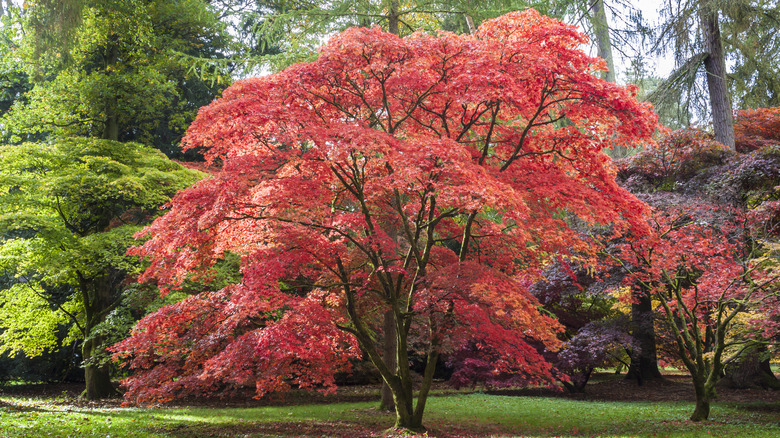 red japanese maple tree