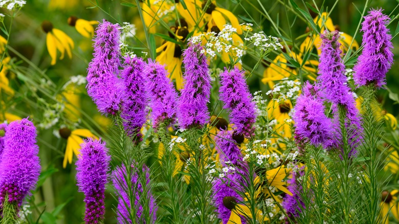 vibrant blazing star flower stalks