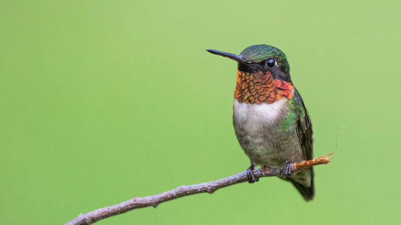 hummingbird  sitting on a stem