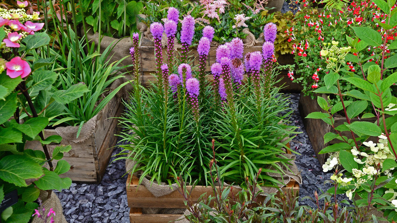 blazing star in container garden