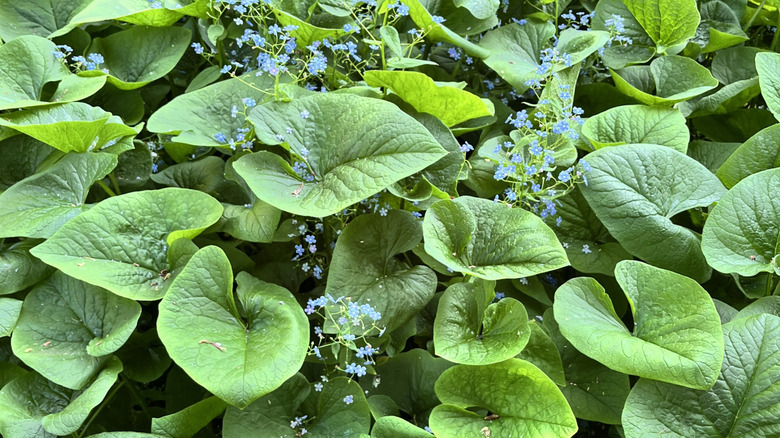 Close up of Brunnera macrophylla showing the heart-shaped leaves and tiny sprays of blue flowers