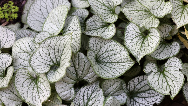 Close up of Brunnera 'Jack Frost' showing the silvery white leaves with their dark green veins and green borders