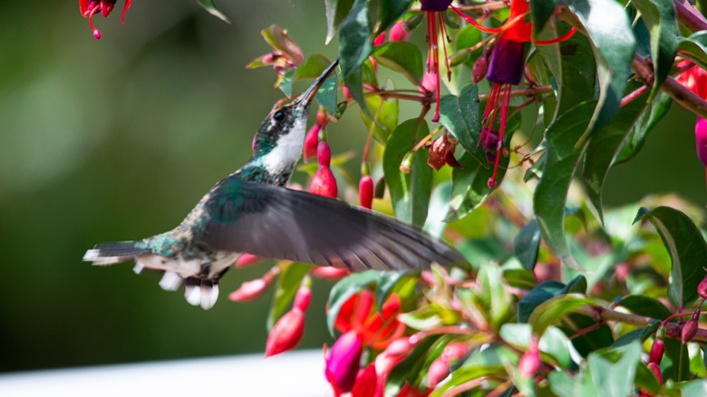 A hummingbird feeding on nectar from tubular fuchsia flowers