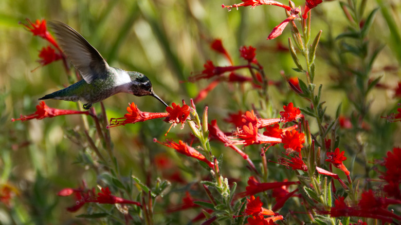 A hummingbird drinking nectar from a California fuchsia bloom