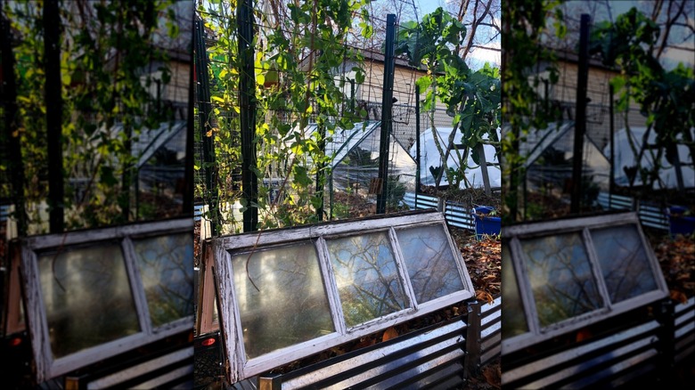 windows over plants in garden