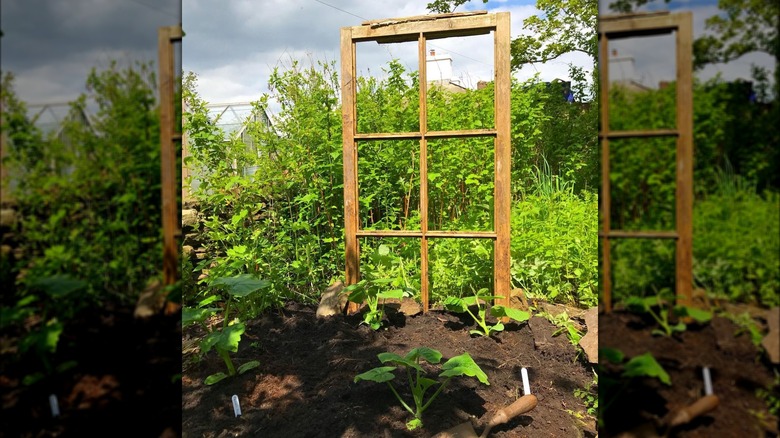 window trellis by squash plants