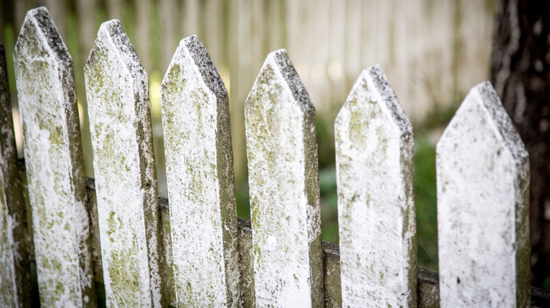 A white picket fence that is suffering from wood rot