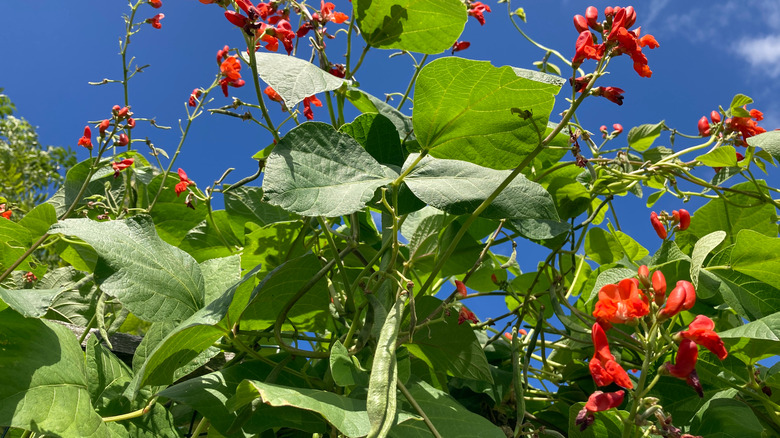 scarlet runner bean plants