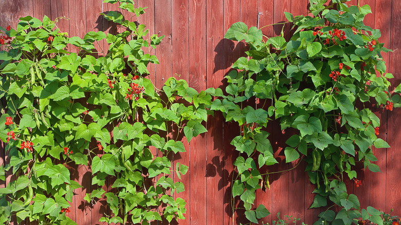 scarlet runner beans on fence