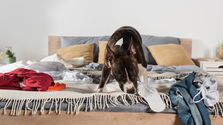 dog sniffing bed