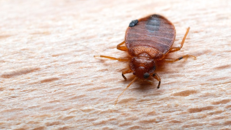 bed bug on wood