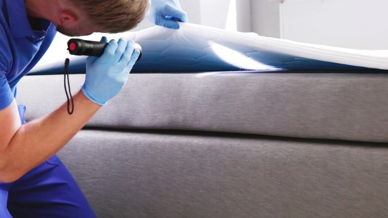 bed bug expert inspecting mattress