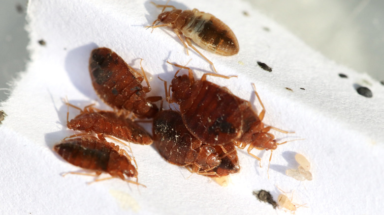 Bedbug eggs, nymphs, and adults