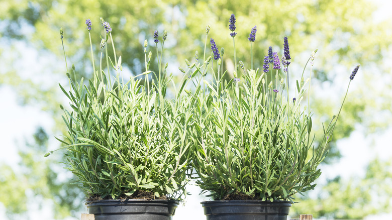 lavender growing in wooden box