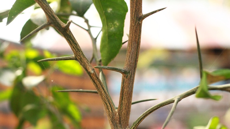 Thorns on a lemon tree