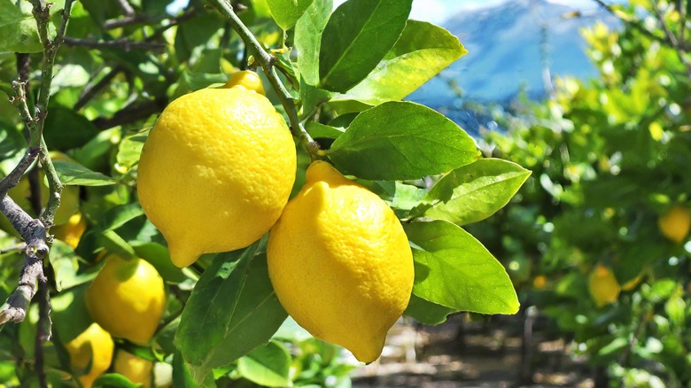 Fruit of a lemon tree