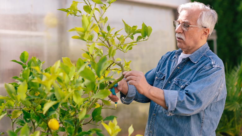 Man pruning a lemon tree