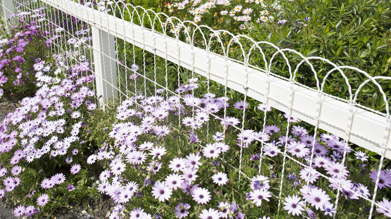 Purple-colored daisy flowers growing against a fence