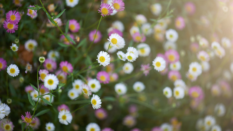 Closeup of pink and white daisy flowers blooming