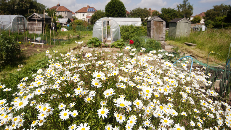 A garden plot full of daisies