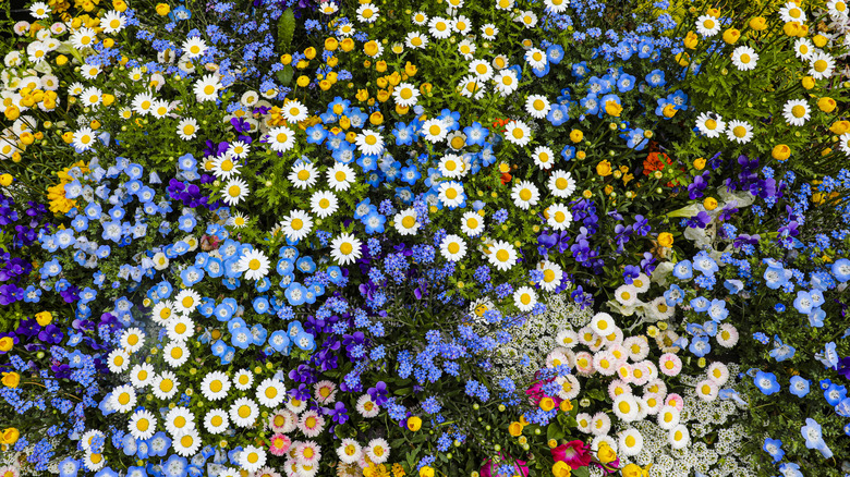 Multicolored wildflowers growing in a field