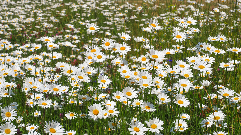 Wild Shasta daisies growing in a meadow