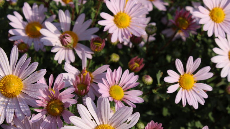 Pink arctic daisies blooming