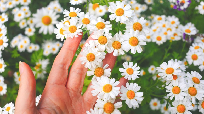 Overhead shot of a hand holding feverfew flowers