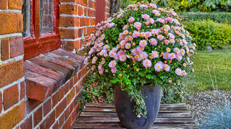 A large plant pot full of pink daisies