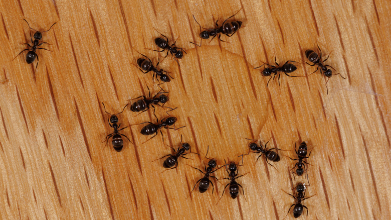 Ants feeding on sugary liquid in the home