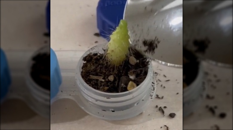 A small cactus planted inside a contact lens case