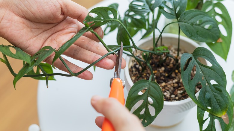 person pruning leggy plant