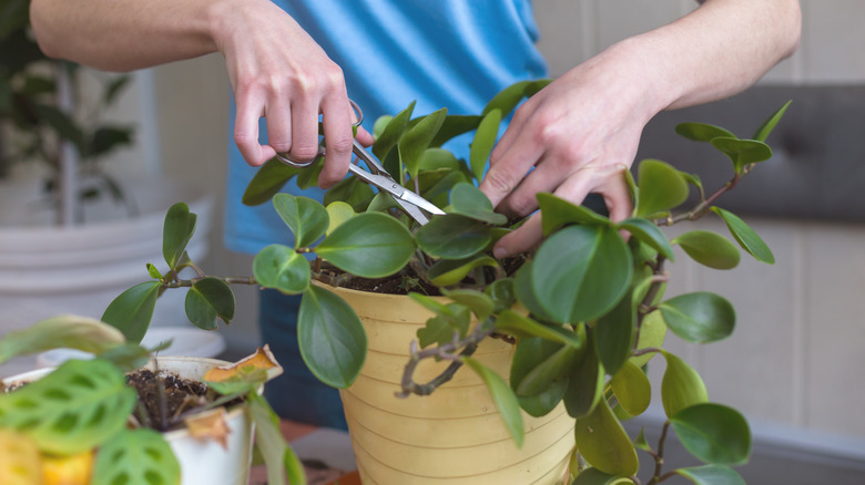 person pruning houseplant