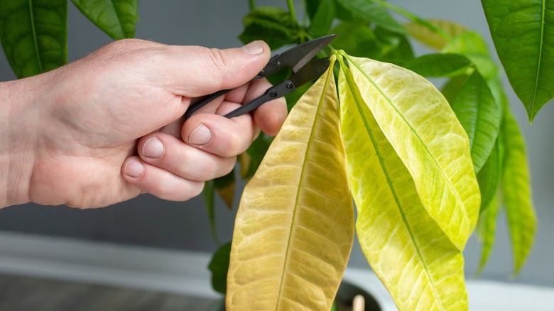 hand cutting off yellow leaves