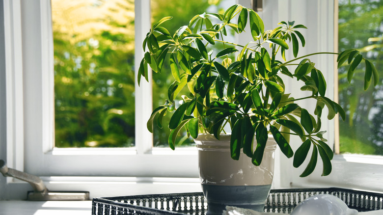 houseplant near sunny window