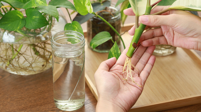 propagated plant roots