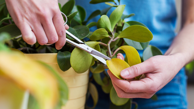 hand cutting yellow leaves off houseplant