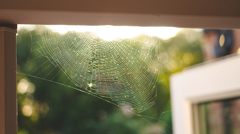 Spiderweb in window