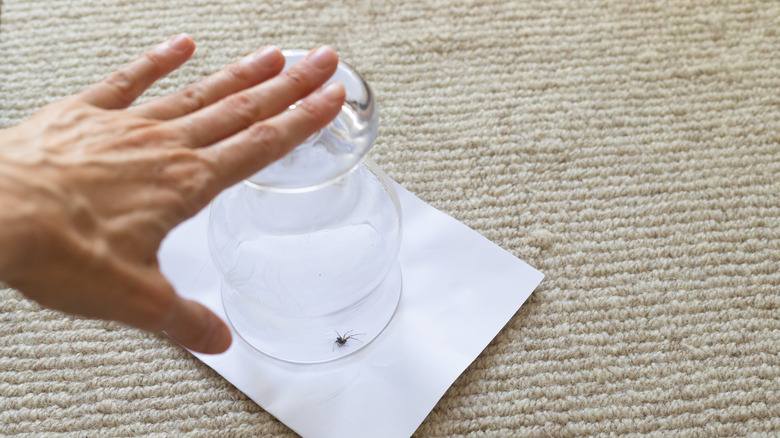 Placing spider under glass cup