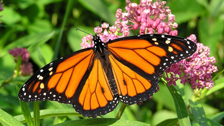 Monarch butterfly on milkweed plant