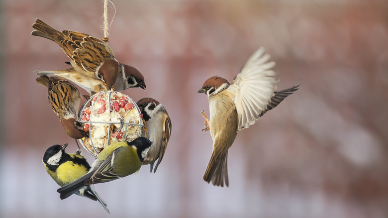 bird feeder filled with birds