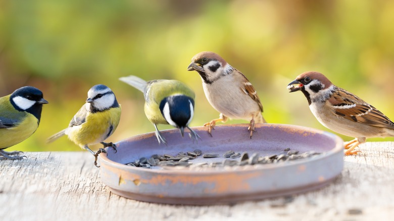 birds at feeder