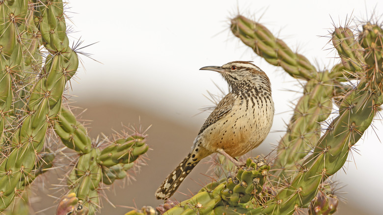 bird on cactus