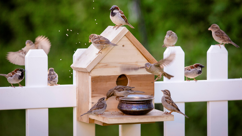 birds enjoying feeder