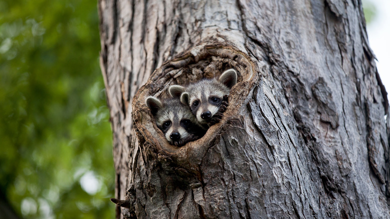 raccoons in tree