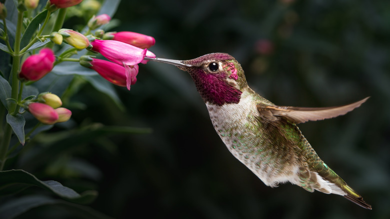 bird pollinating a flower