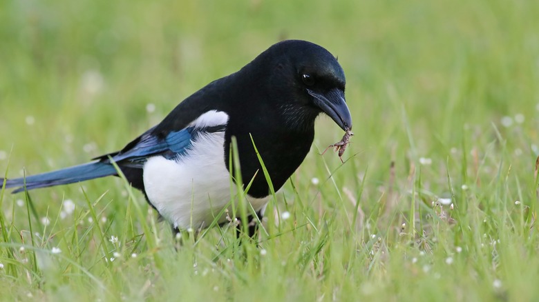 bird eating bug 