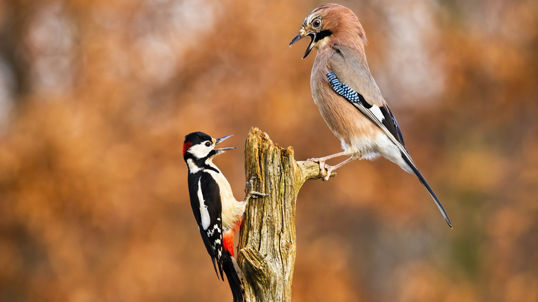 birds on dead tree