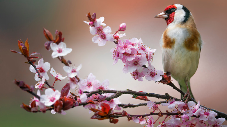 bird in cherry tree